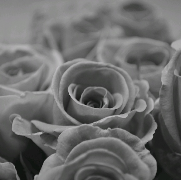 rose_buddies